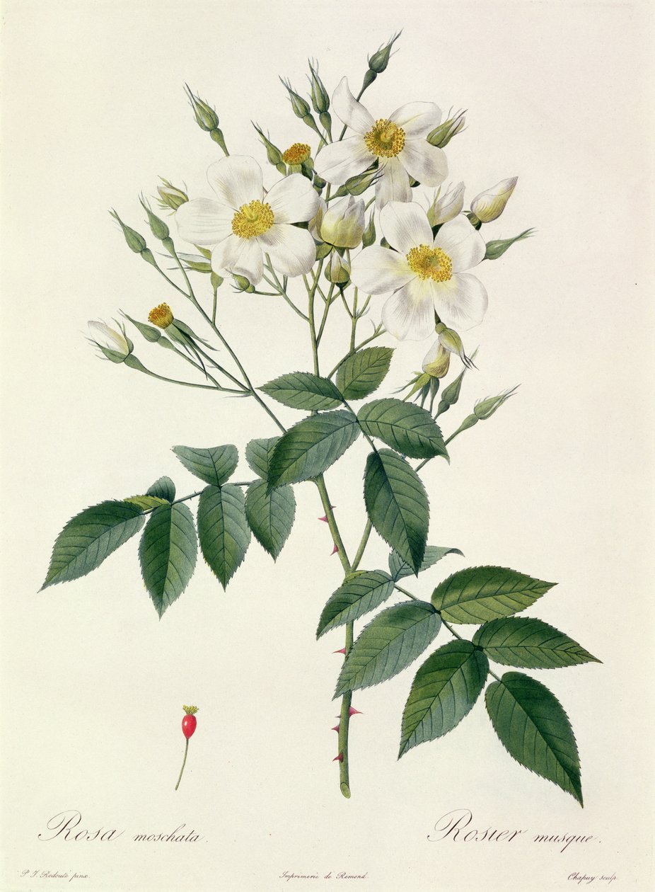 Rosa moschata vagy pézsmarózsa alkotó: Pierre Joseph Redouté