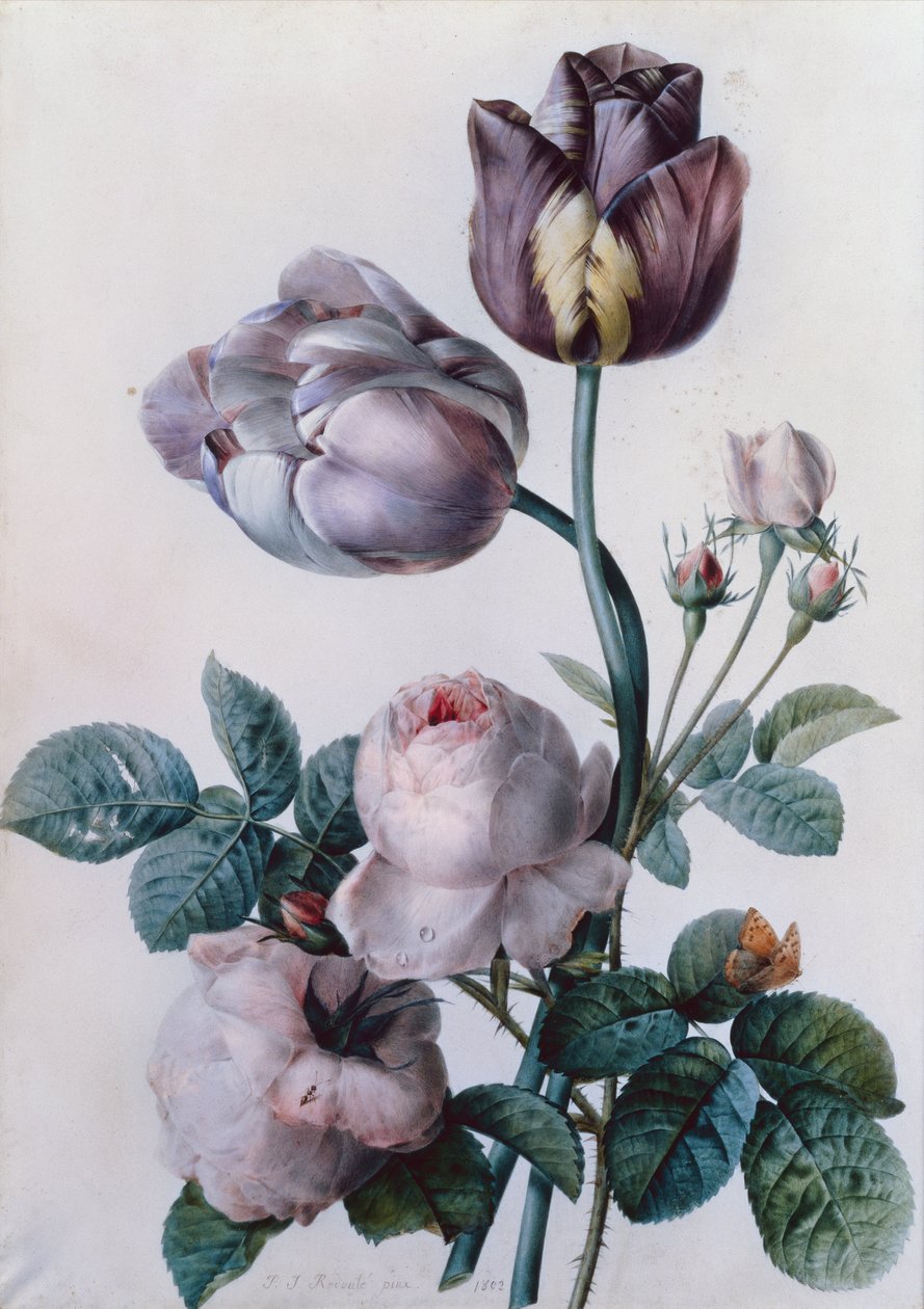 Egy káposzta rózsa, két tulipán, egy kis teknős pillangó, sárga rét (akvarell) alkotó: Pierre Joseph Redouté