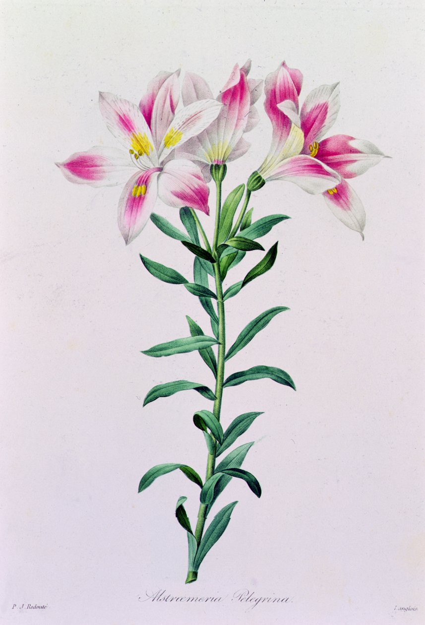 Alstroemeria Peregrina (színes metszet) alkotó: Pierre Joseph Redouté