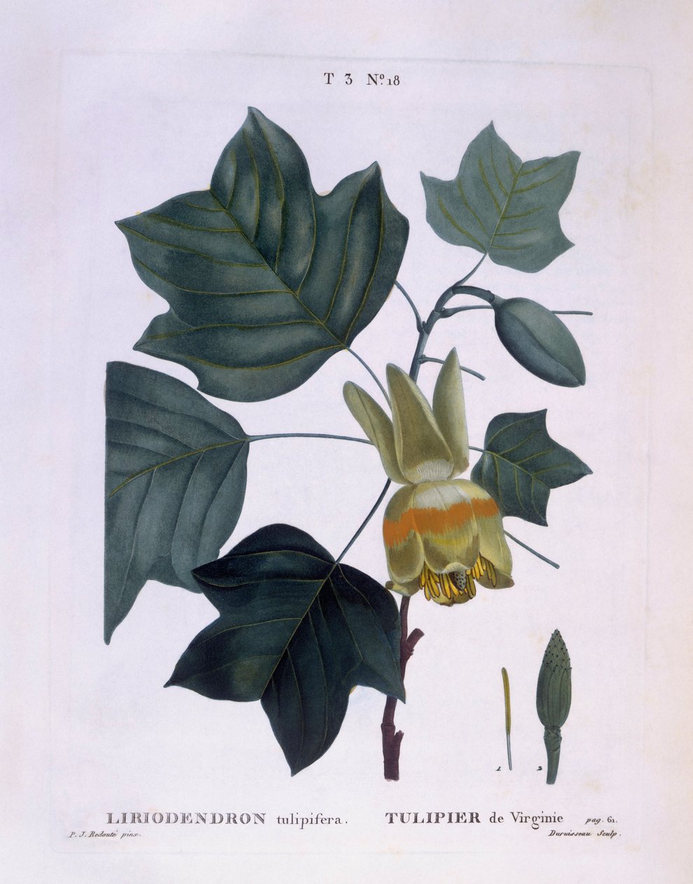 Amerikai tulipánfa (Liriodendron tulipifera), Henry Louis Duhamel du Monceau, Pierre Joseph Redouté botanikai lemeze alkotó: Pierre Joseph Redouté