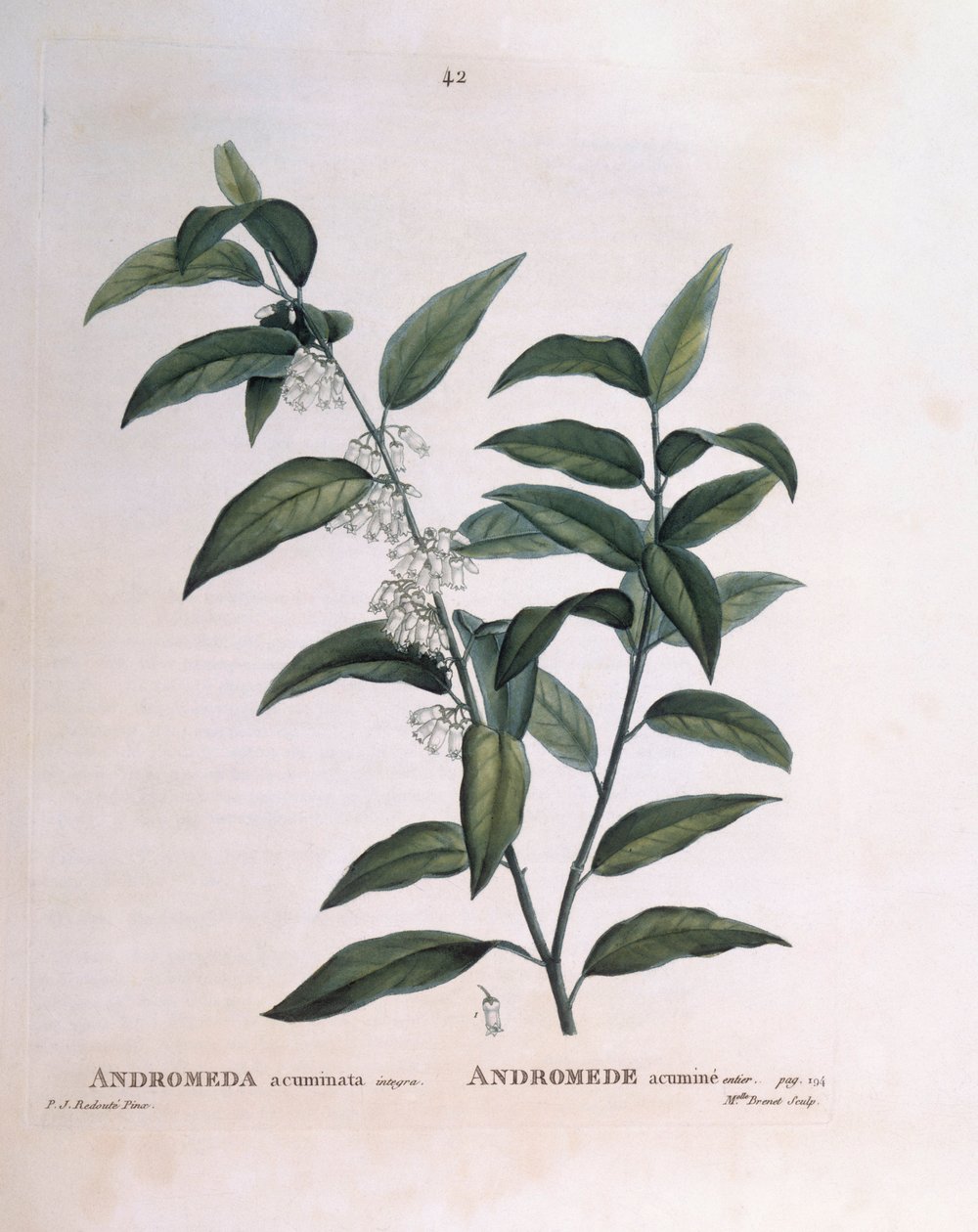 Andromeda acuminata Henry Louis Duhamel du Monceau, Pierre Joseph Redouté botanikai lemeze alkotó: Pierre Joseph Redouté