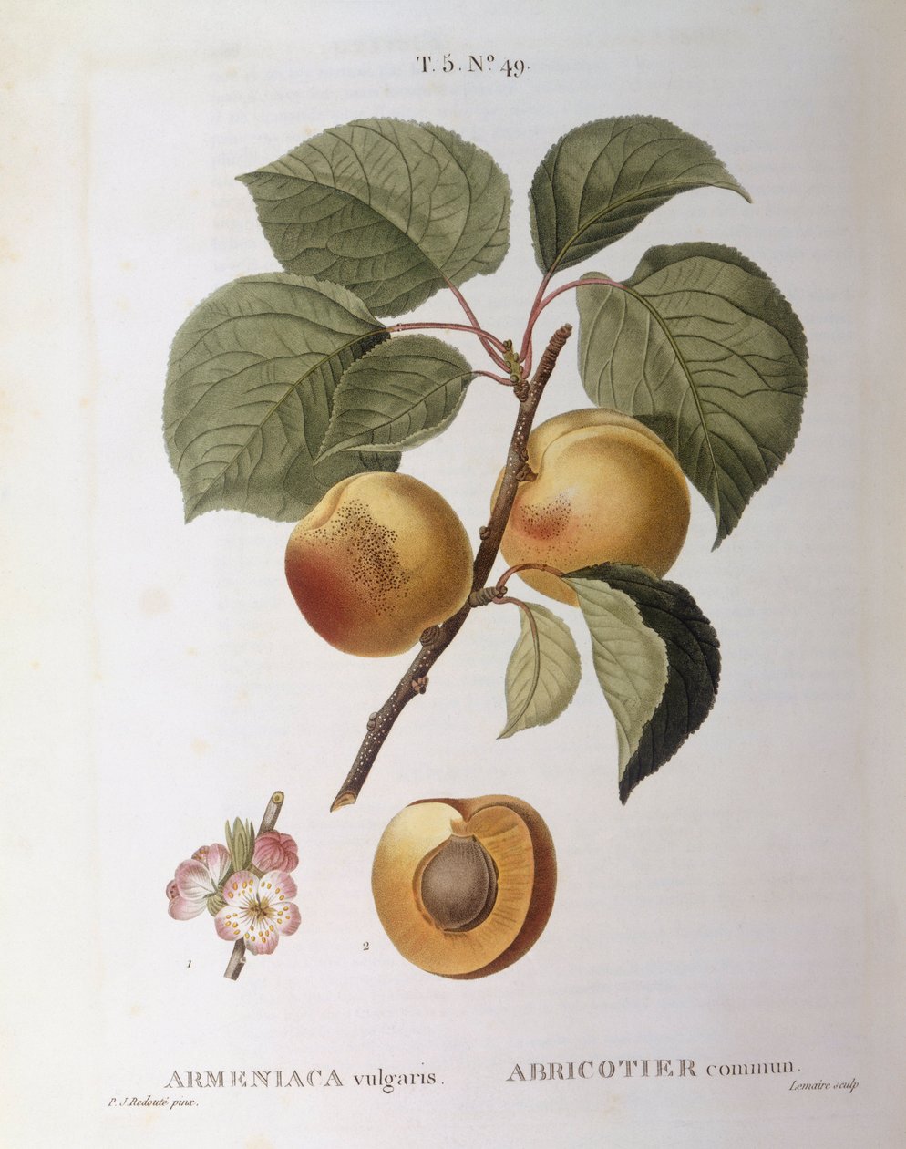 Sárgabarack (Armeniaca vulgaris vagy Prunus armeniaca), Henry Louis Duhamel du Monceau, Pierre Joseph Redouté botanikai lemeze alkotó: Pierre Joseph Redouté