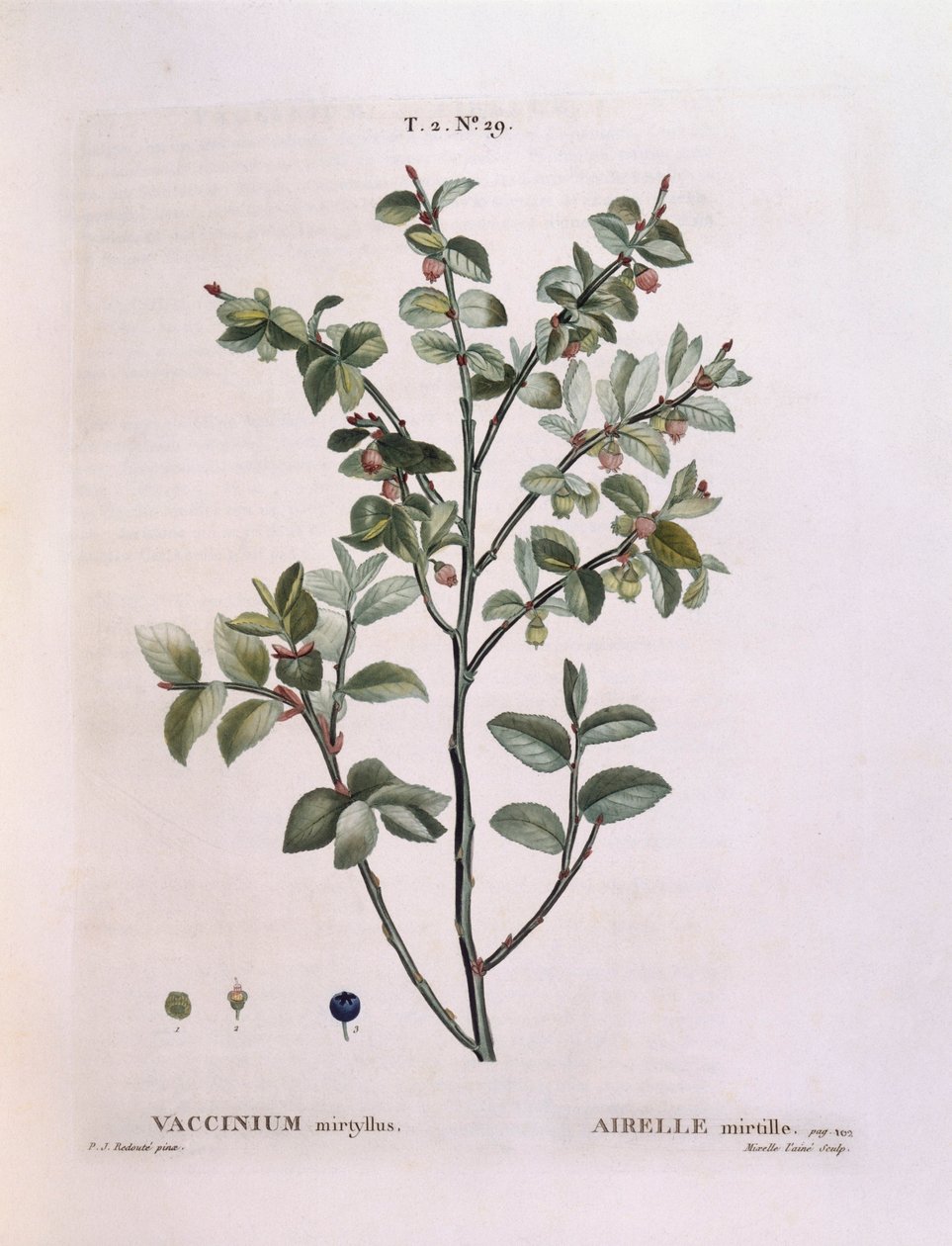 Fekete áfonya (Vaccinium myrtillus), Henry Louis Duhamel du Monceau, Pierre Joseph Redouté botanikai lemeze alkotó: Pierre Joseph Redouté