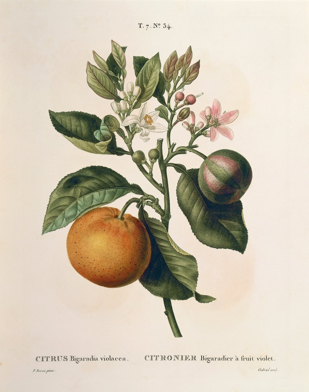 Keserű narancs (Citrus aurantium) ibolya gyümölccsel, Pierre Joseph Redoute (1759-1840) alkotó: Pierre Joseph Redouté