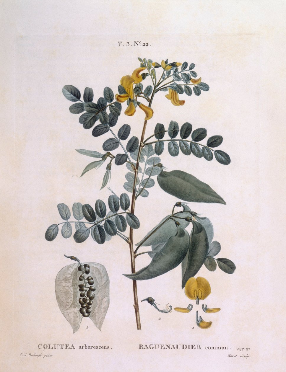 Hólyag Senna (Colutea arborescence), Henry Louis Duhamel du Monceau, Pierre Joseph Redouté botanikai lemeze alkotó: Pierre Joseph Redouté