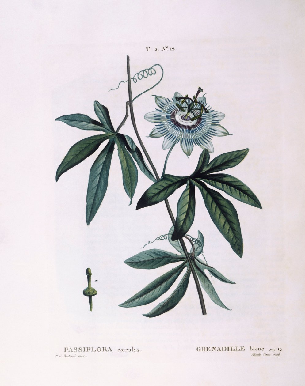 Kék golgotavirág (Passiflora caerulea), Henry Louis Duhamel du Monceau, Pierre Joseph Redouté botanikai lemeze alkotó: Pierre Joseph Redouté