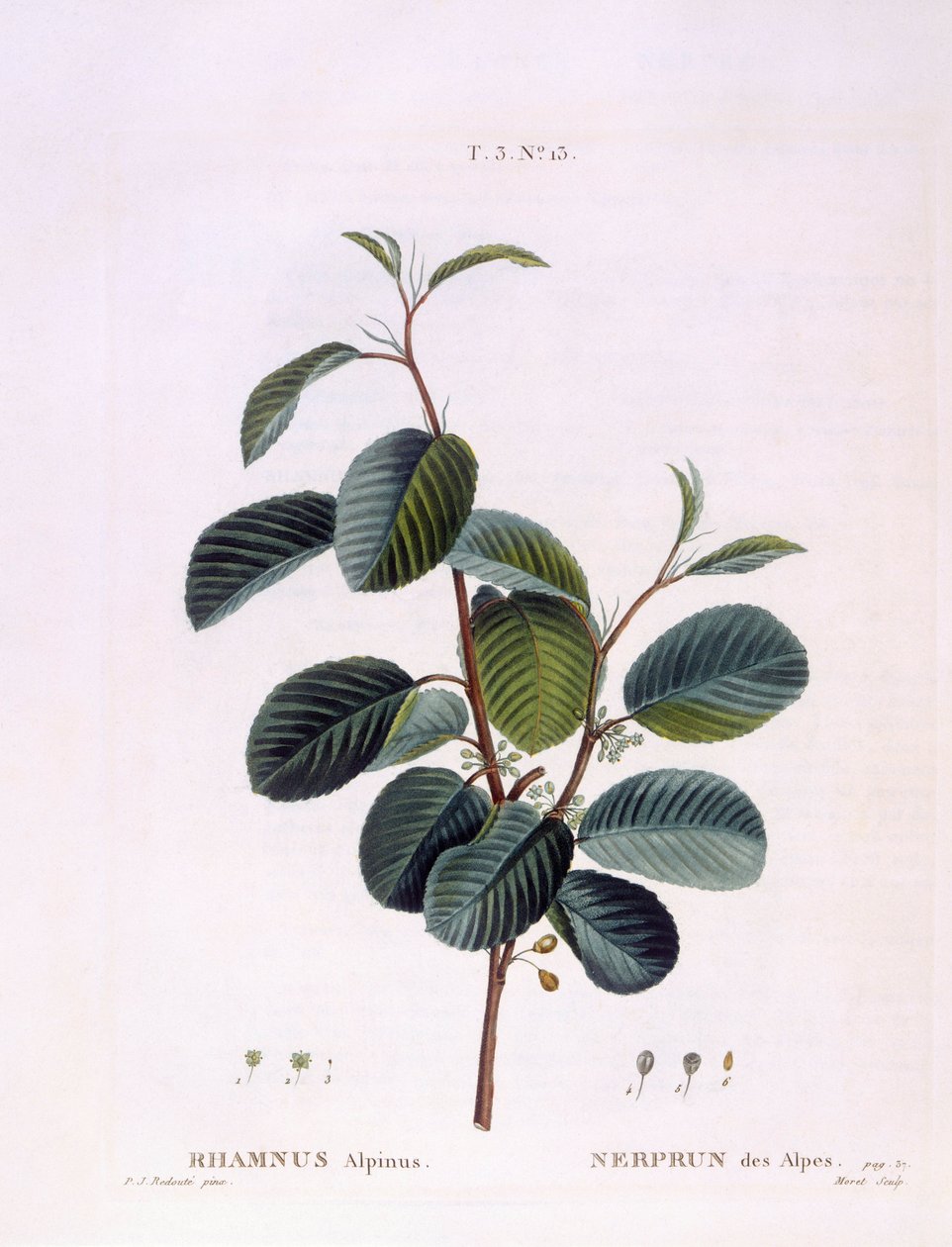Köktövis (Rhamnus alpinus), Henry Louis Duhamel du Monceau, botanikai lemez Peter Joseph Redoutétól alkotó: Pierre Joseph Redouté