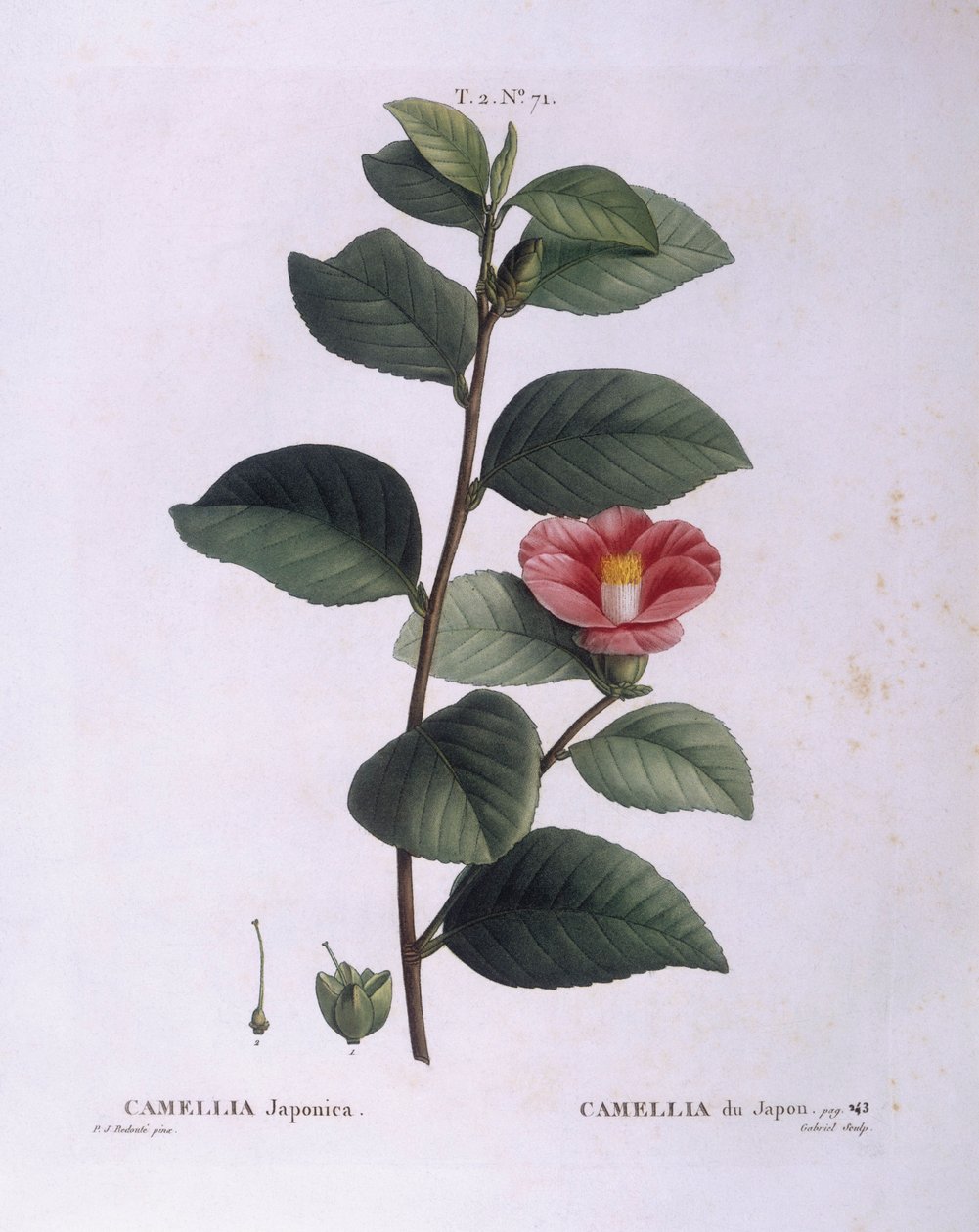Camellia (Camellia japonica), Henry Louis Duhamel du Monceau, Pierre Joseph Redouté botanikai lemeze alkotó: Pierre Joseph Redouté