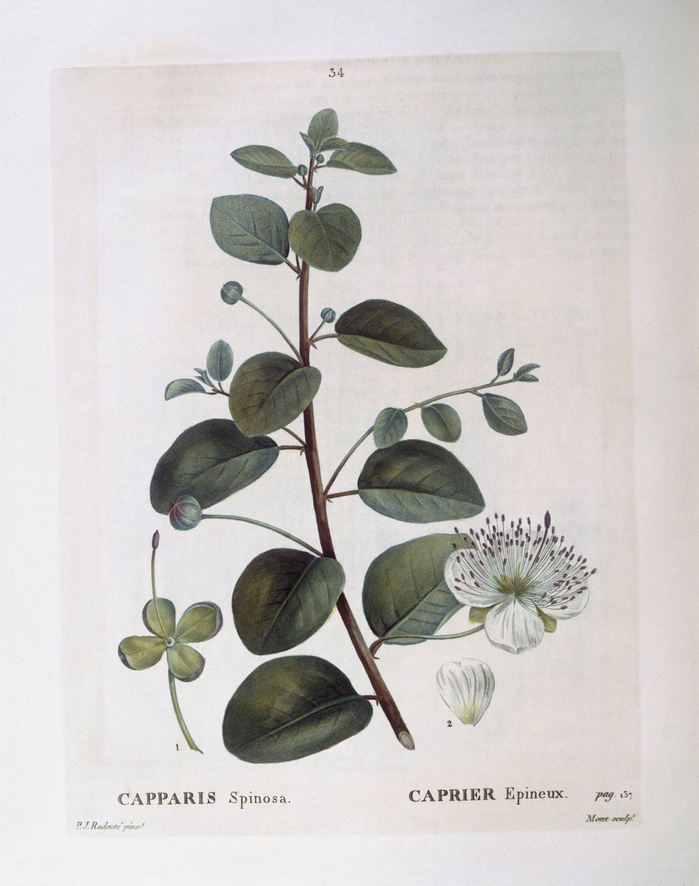 Kapribogyó (Capparis spinosa), Henry Louis Duhamel du Monceau, botanikai lemez Pierre Joseph Redoutétól alkotó: Pierre Joseph Redouté