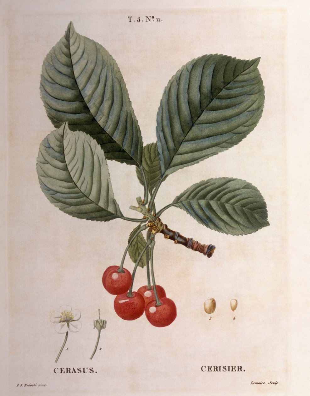 Cseresznye (Cerasus), Henry Louis Duhamel du Monceau, Pierre Joseph Redouté botanikai lemeze alkotó: Pierre Joseph Redouté
