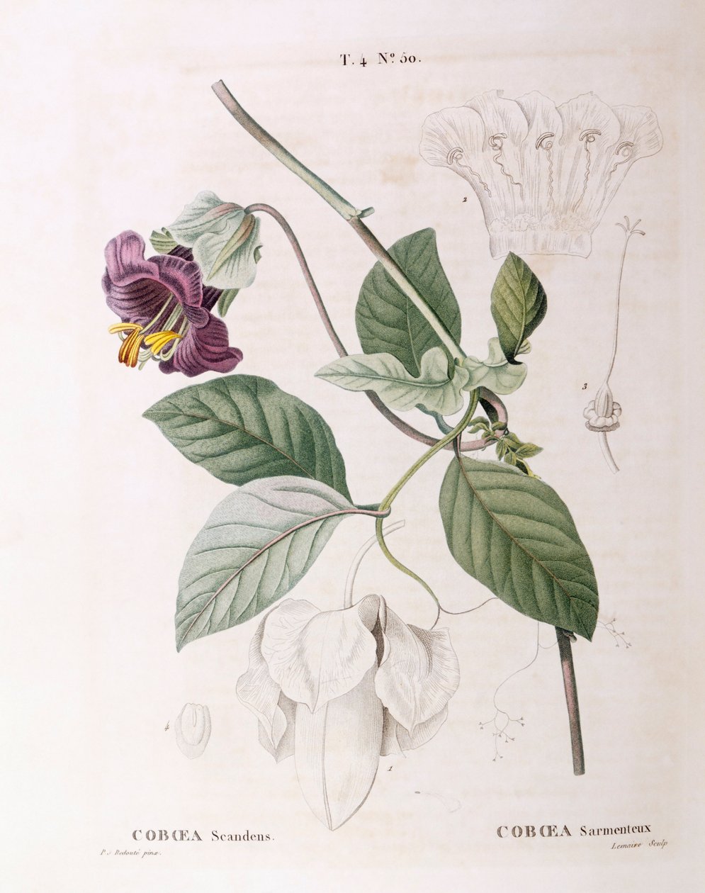 Csésze és csészealj szőlő (Cobaea scandens), Henry Louis Duhamel du Monceau, botanikai lemez Pierre Joseph Redoutétól alkotó: Pierre Joseph Redouté