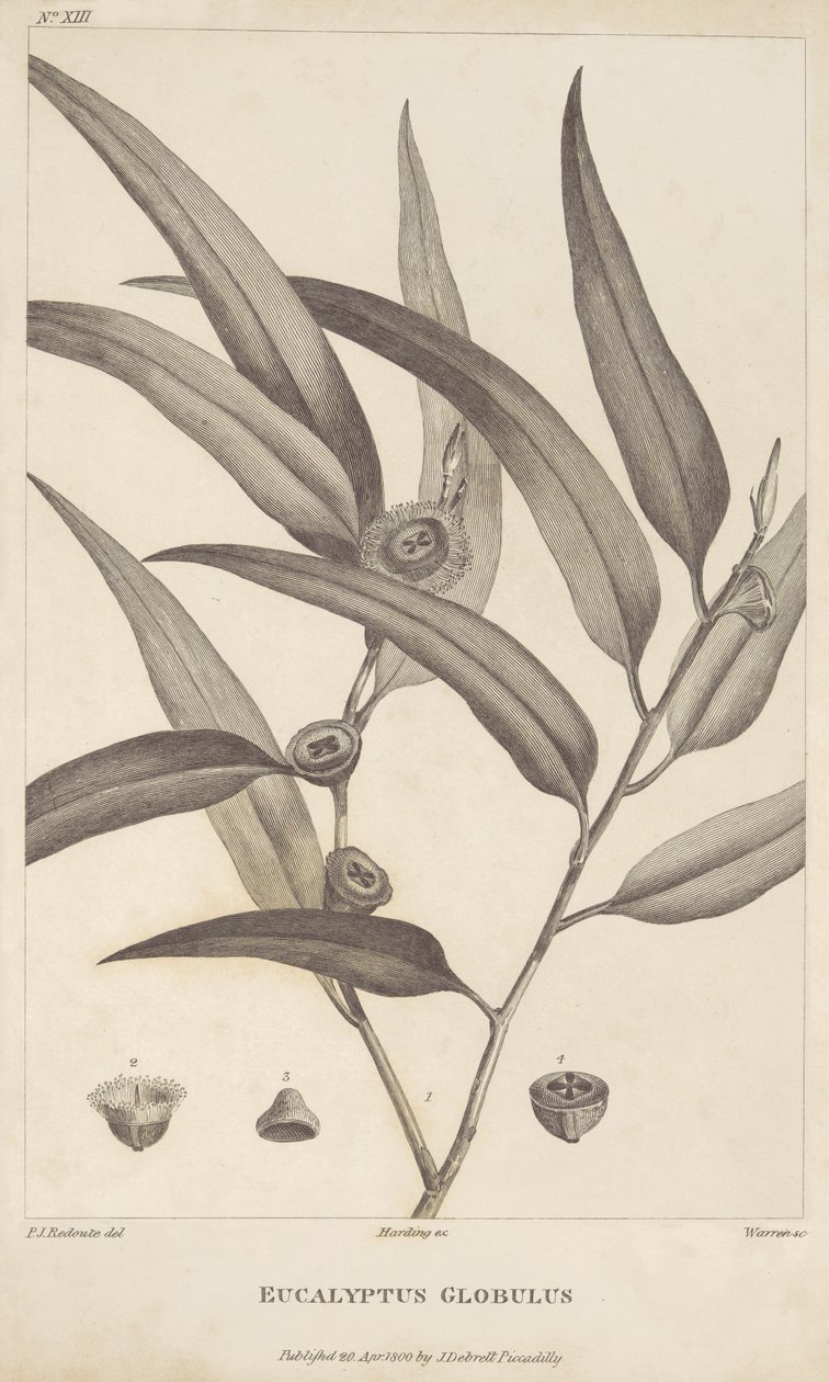 Eucalyptus Globulus Jacques-Julien Houtou de La Billardière "Beszámolója a La Perouse-t kereső utazásról" alkotó: Pierre Joseph Redouté