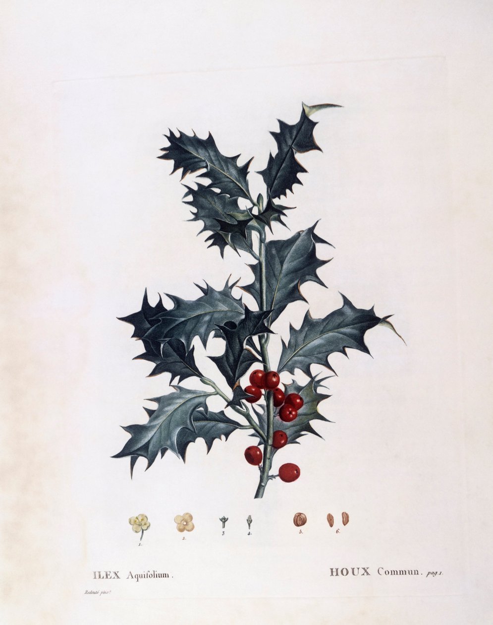 Európai magyal (Ilex aquifolium), Henry Louis Duhamel du Monceau, Pierre Joseph Redouté botanikai lemeze alkotó: Pierre Joseph Redouté