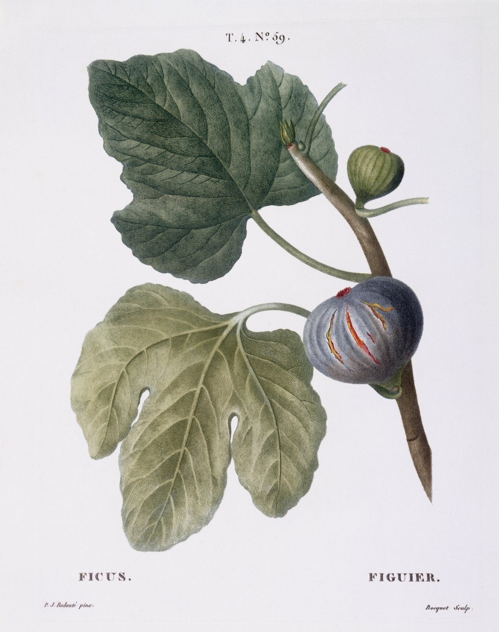 Füge (Ficus), Henry Louis Duhamel du Monceau, Pierre Joseph Redouté botanikai lemeze alkotó: Pierre Joseph Redouté