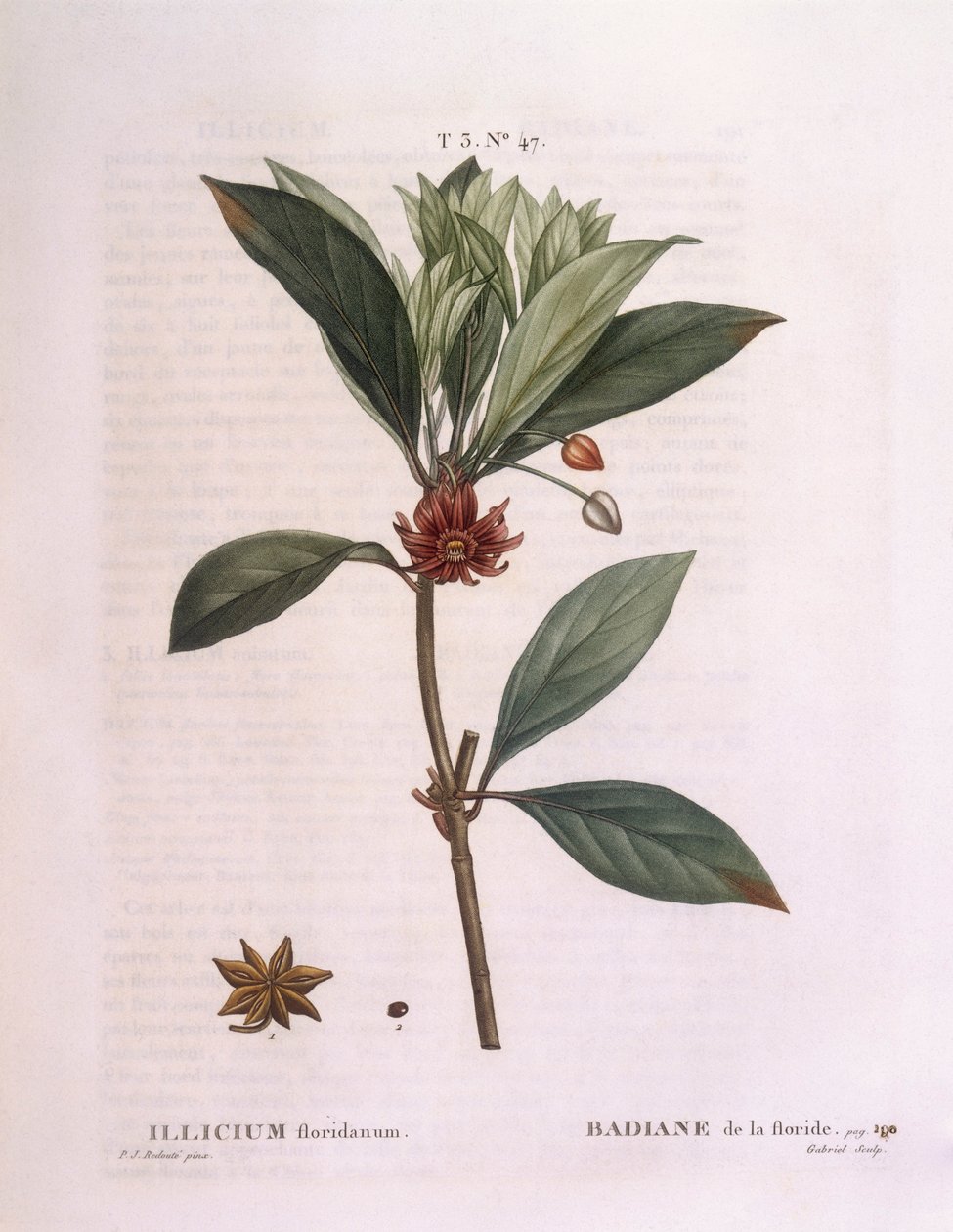 Floridai ánizsfa (Illicium floridanum), Henry Louis Duhamel du Monceau, Pierre Joseph Redouté botanikai lemeze alkotó: Pierre Joseph Redouté