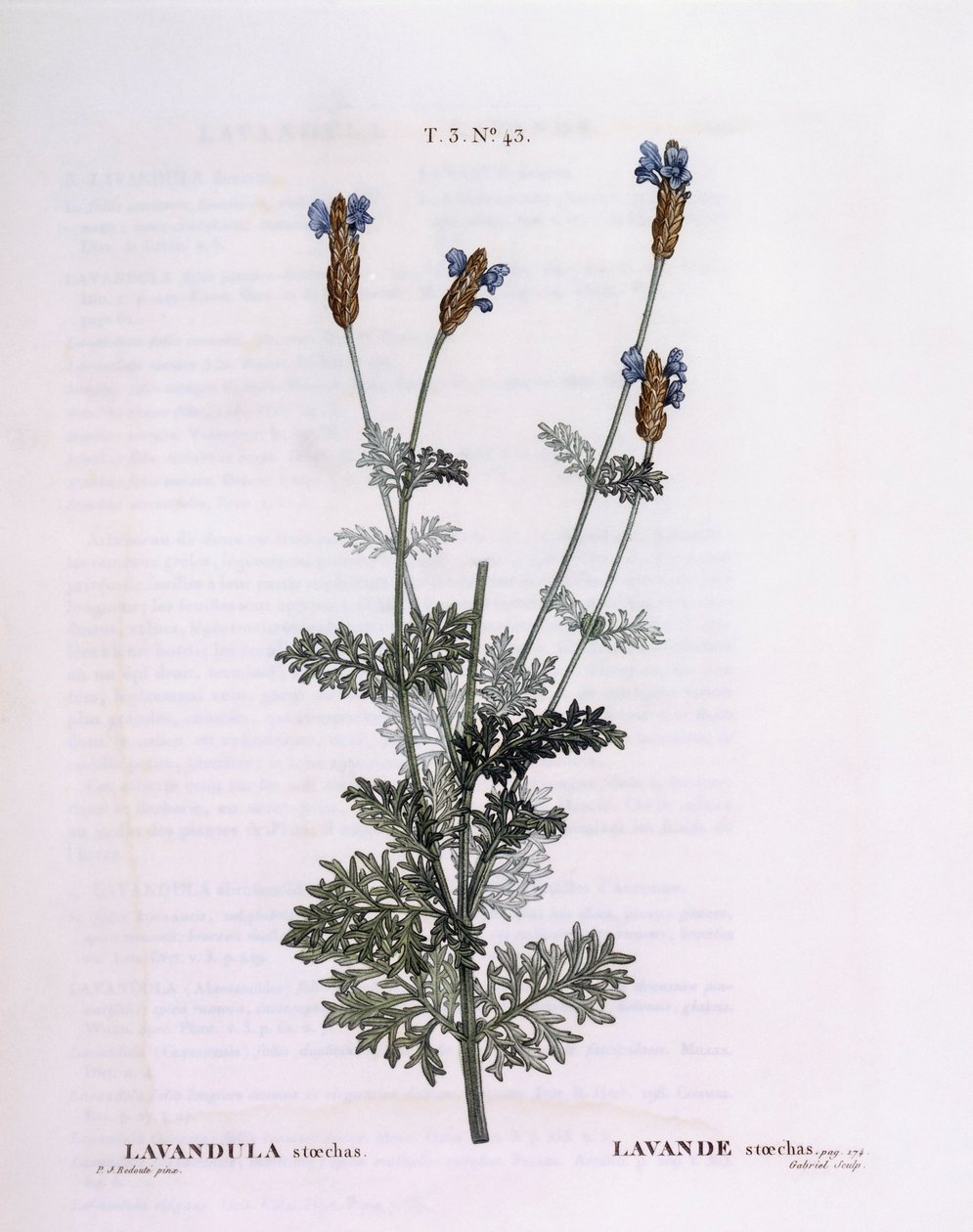 Francia levendula (Lavandula stoechas), Henry Louis Duhamel du Monceau, Pierre Joseph Redouté botanikai lemeze alkotó: Pierre Joseph Redouté