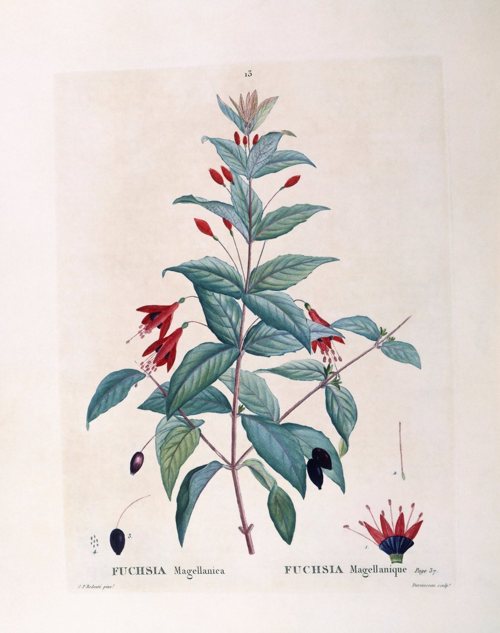 Fukszia (Fuchsia magellanica), Henry Louis Duhamel du Monceau, Pierre Joseph Redouté botanikai lemeze alkotó: Pierre Joseph Redouté