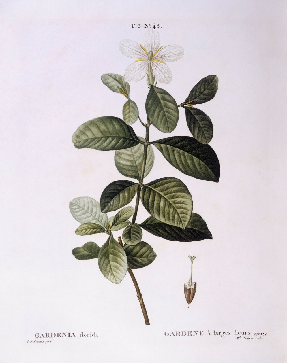 Gardenia (Gardenia florida), Henry Louis Duhamel du Monceau, Pierre Joseph Redouté botanikai lemeze alkotó: Pierre Joseph Redouté