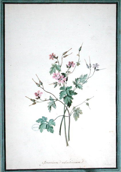 Geranium Robertianum (akvarell) alkotó: Pierre Joseph Redouté