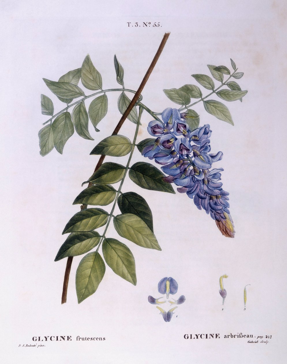 Wisteria (Glycine frutescens), Henry Louis Duhamel du Monceau, Pierre Joseph Redouté botanikai lemeze alkotó: Pierre Joseph Redouté