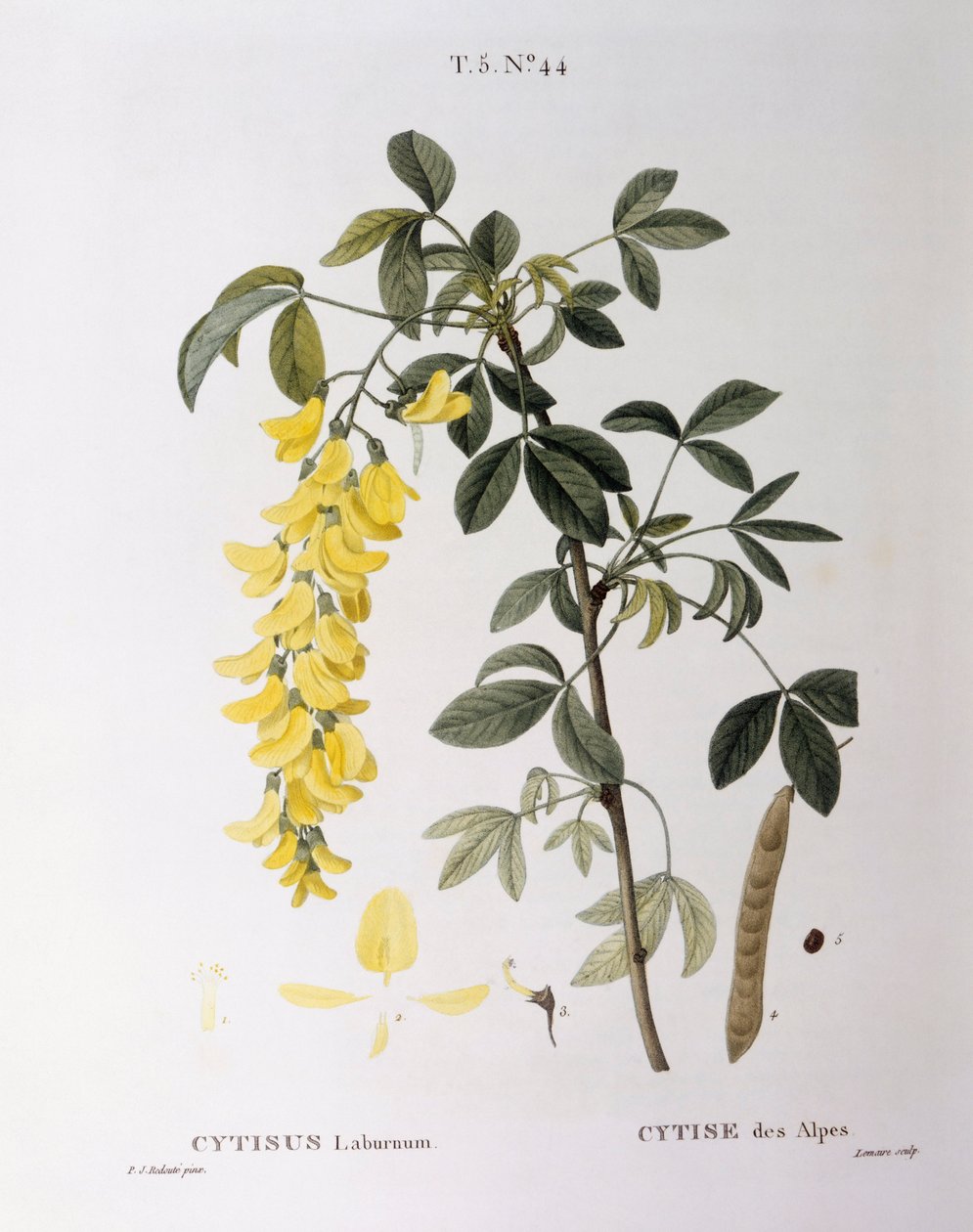 Aranylánc (Cytisus laburnum), Henry Louis Duhamel du Monceau, Pierre Joseph Redouté botanikai lemeze alkotó: Pierre Joseph Redouté