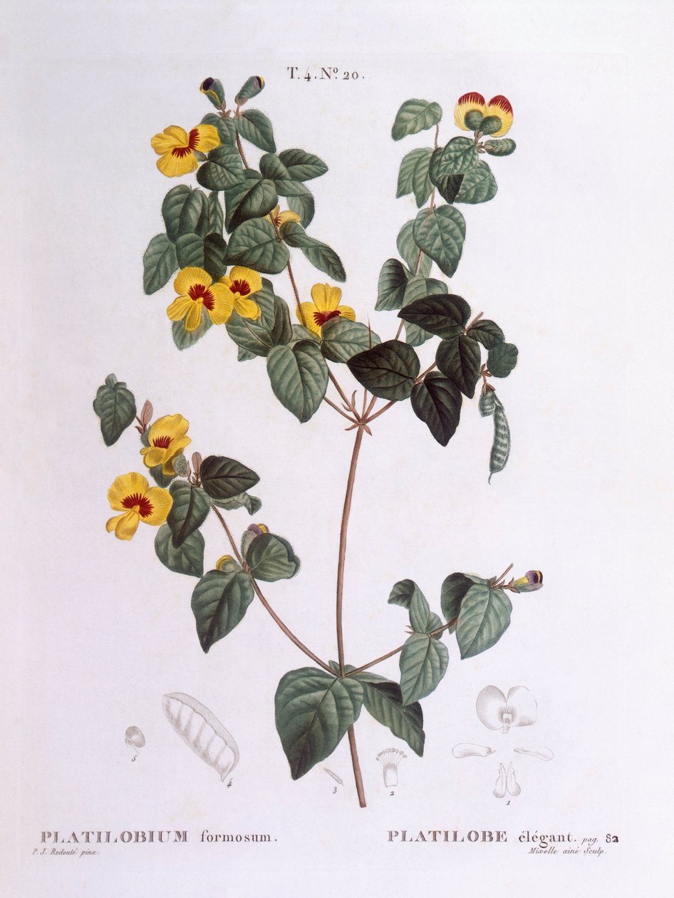 Csinos lapos borsó (Platylobium formosum), Henry Louis Duhamel du Monceau, Pierre Joseph Redouté botanikai tányérja alkotó: Pierre Joseph Redouté
