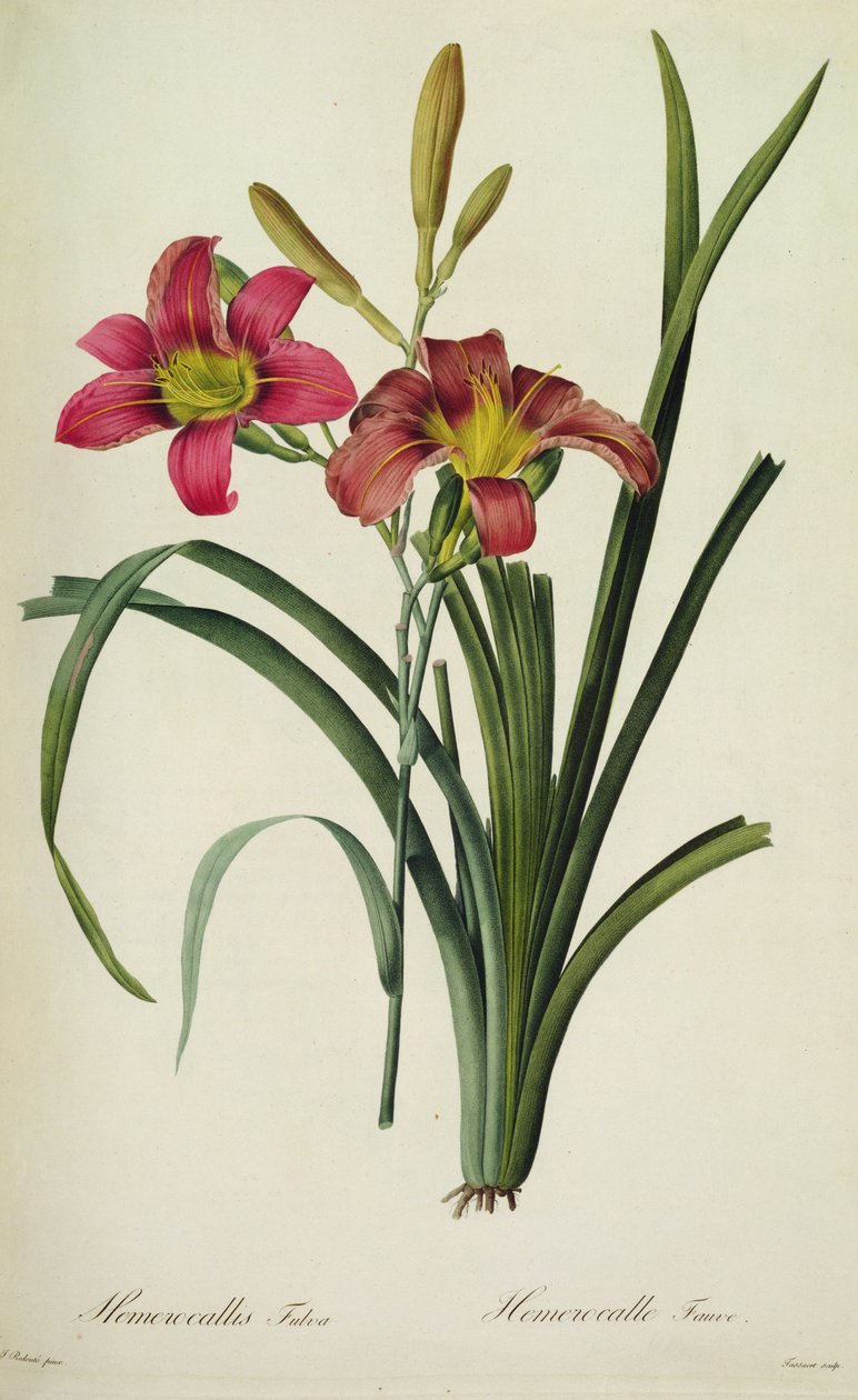 Hemerocallis fulva (liliom), a „Les Liliacees”-ből alkotó: Pierre Joseph Redouté