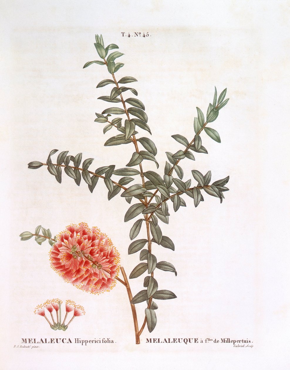 Dombbokor (Melaleuca hypericifolia), Henry Louis Duhamel du Monceau, Pierre Joseph Redouté botanikai lemeze alkotó: Pierre Joseph Redouté
