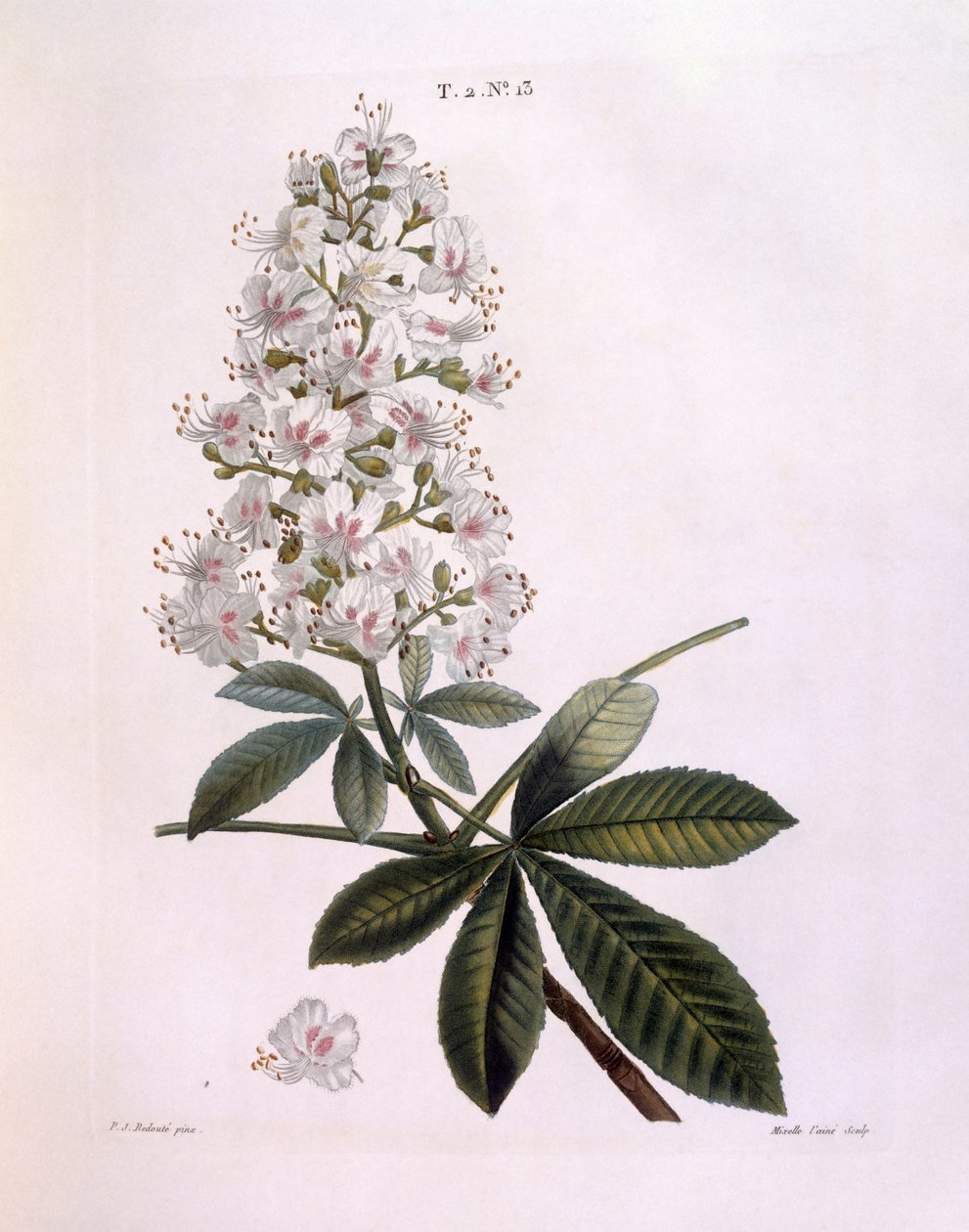 Vadgesztenye vagy konkerfa (Aesculus hippocastanum), Henry Louis Duhamel du Monceau, Pierre Joseph Redouté botanikai lemeze alkotó: Pierre Joseph Redouté