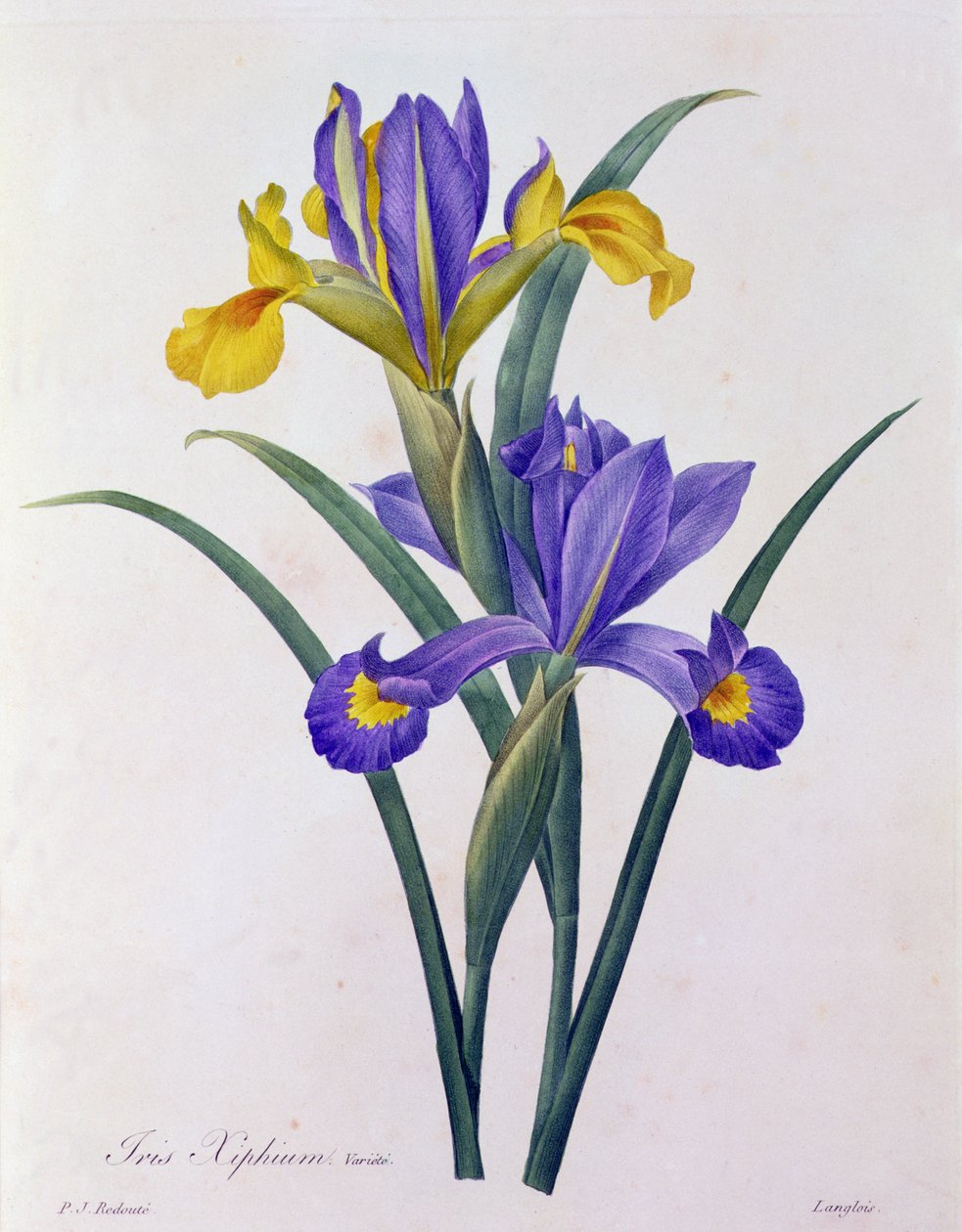 Iris Xiphium (színes metszet) alkotó: Pierre Joseph Redouté