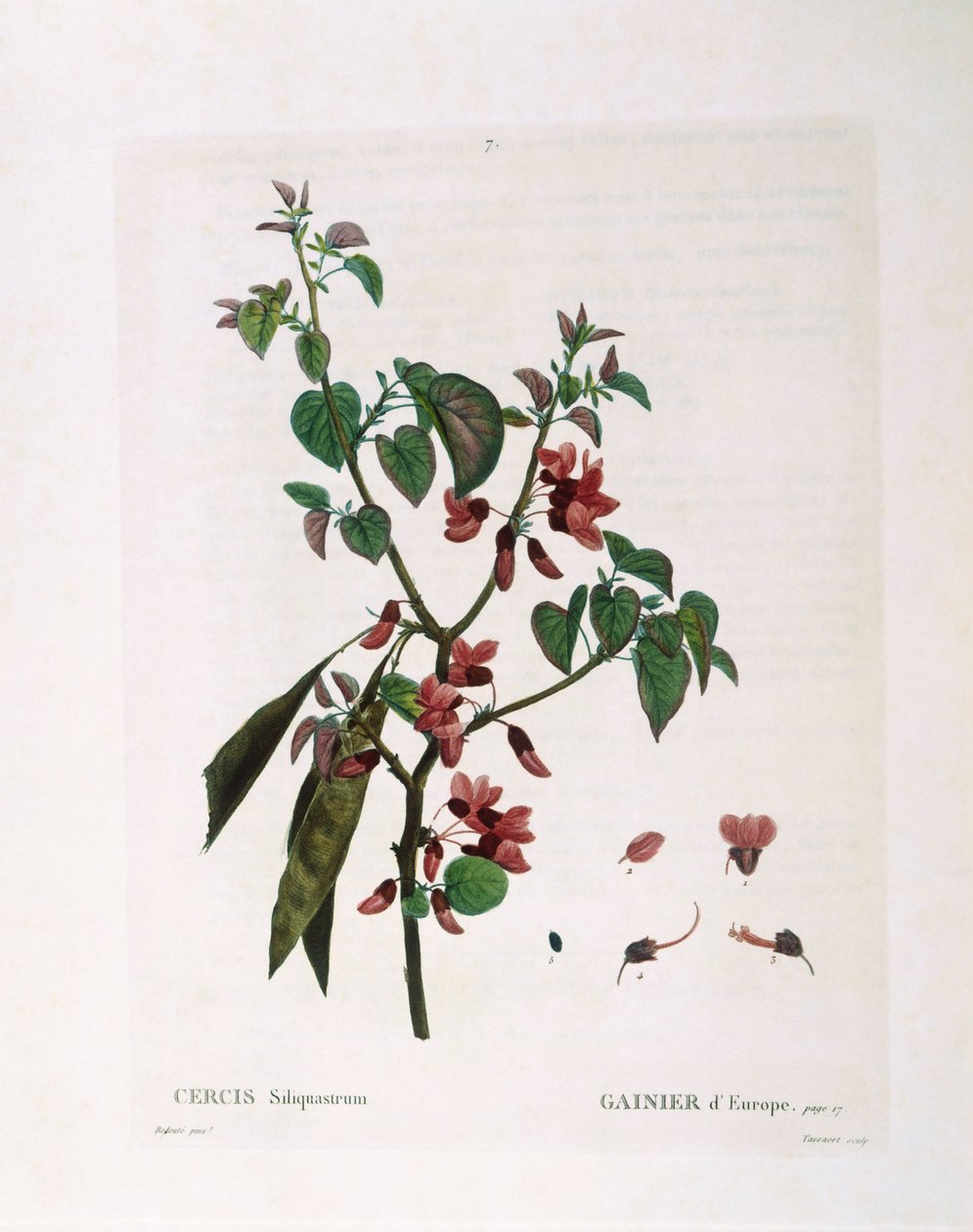 Júdásfa (Cercis siliquastrum), Henry Louis Duhamel du Monceau, Pierre Joseph Redouté botanikai lemeze alkotó: Pierre Joseph Redouté