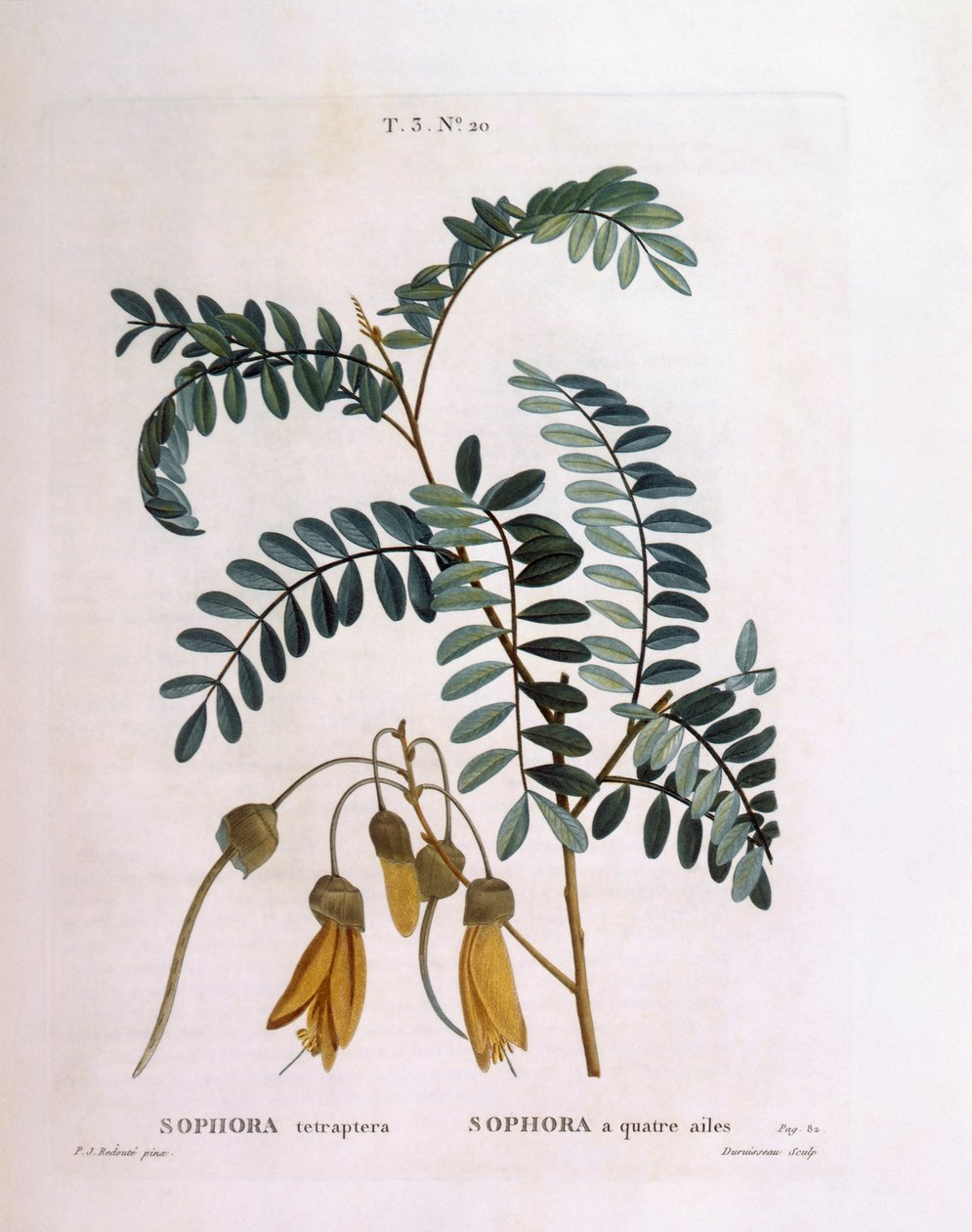 Kowhai (Sophora tetraptera vagy Edwardsia grandiflora), Henry Louis Duhamel du Monceau, Pierre Joseph Redouté botanikai lemeze alkotó: Pierre Joseph Redouté