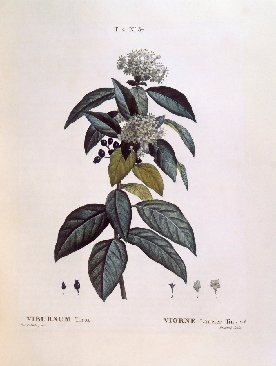 Laurustinus (Viburnum tinus), Henry Louis Duhamel du Monceau, Pierre Joseph Redouté botanikai lemeze alkotó: Pierre Joseph Redouté