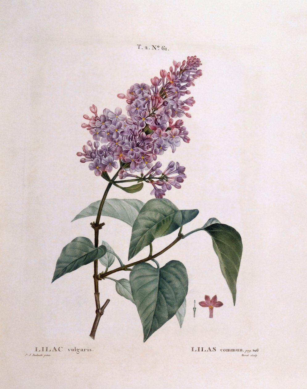 Lila (Syringa vulgaris), Henry Louis Duhamel du Monceau, botanikai lemez Pierre Joseph Redoutétól alkotó: Pierre Joseph Redouté