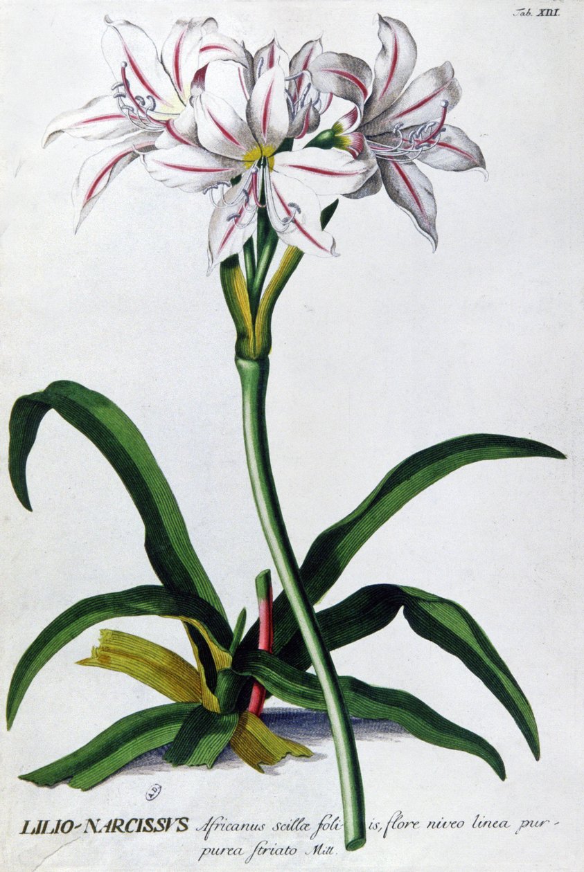 Liliom, Narcissus Lily alkotó: Pierre Joseph Redouté