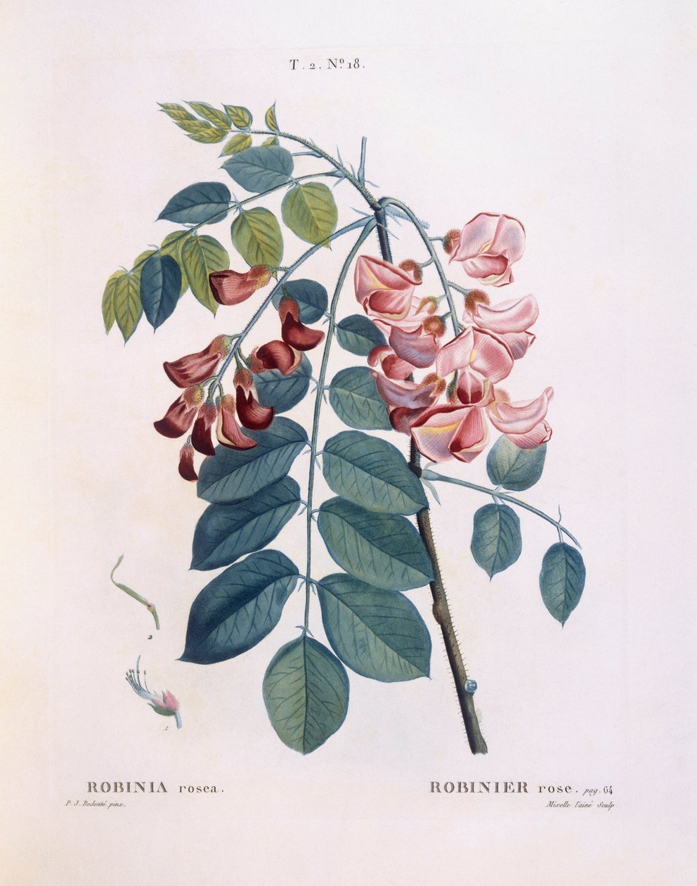 Sáska (Robinia rosea), Henry Louis Duhamel du Monceau, Pierre Joseph Redouté botanikai lemeze alkotó: Pierre Joseph Redouté
