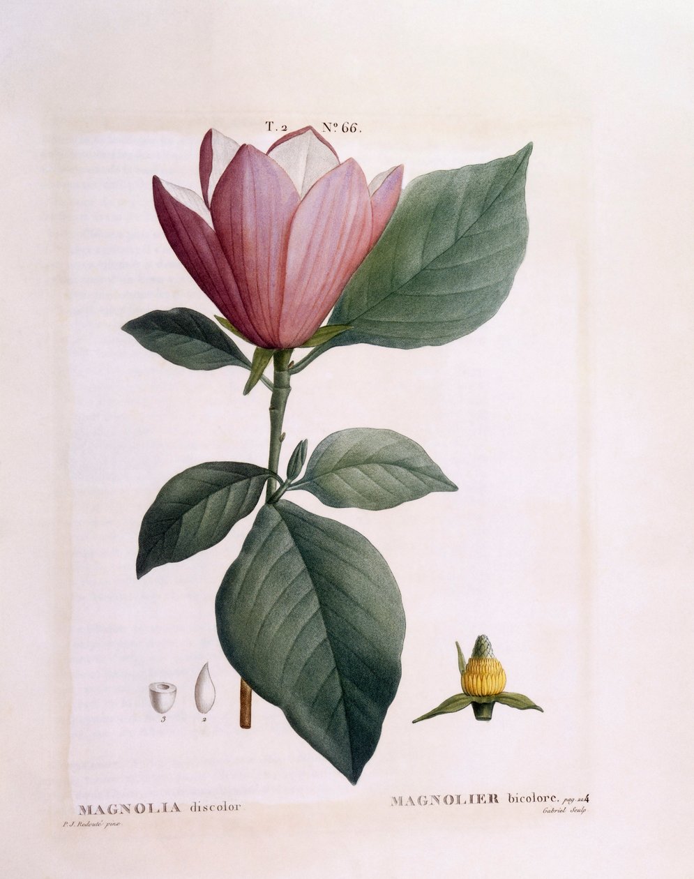 Magnólia (Magnolia elszíneződés), Henry Louis Duhamel du Monceau, Pierre Joseph Redouté botanikai lemeze alkotó: Pierre Joseph Redouté