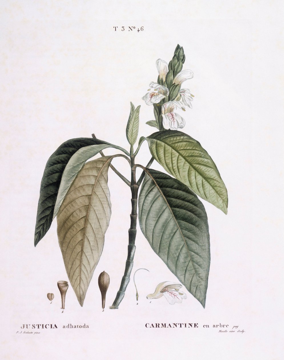 Malabar dió (Justicia adhatoda), Henry Louis Duhamel du Monceau, Pierre Joseph Redouté botanikai tányérja alkotó: Pierre Joseph Redouté