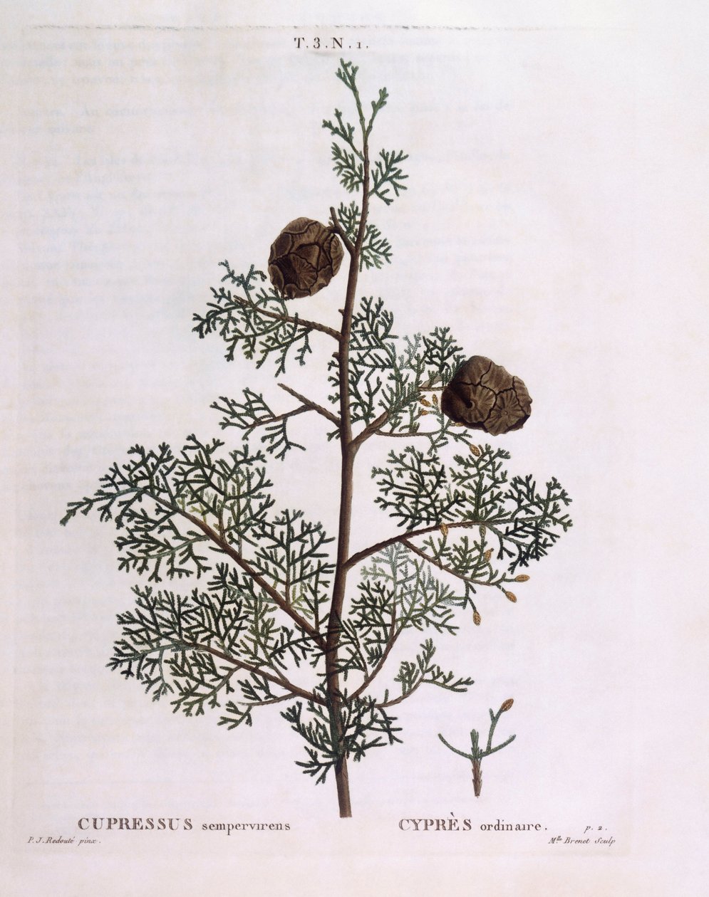 Mediterrán ciprus (Cupressus sempervirens), Henry Louis Duhamel du Monceau, Pierre Joseph Redouté botanikai lemeze alkotó: Pierre Joseph Redouté