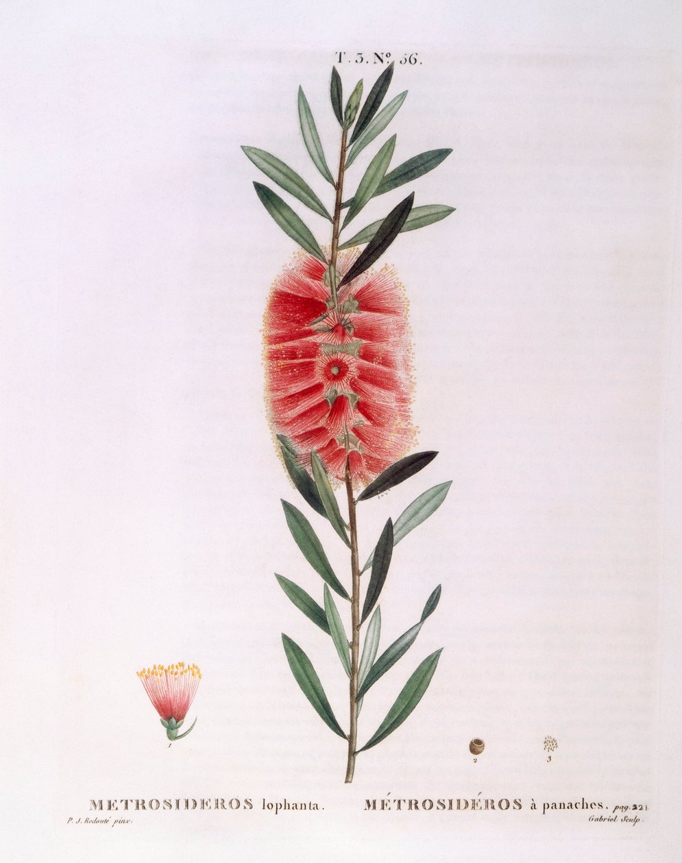 Metrosideros Lophanta Henry Louis Duhamel du Monceau, Pierre Joseph Redouté botanikai lemeze alkotó: Pierre Joseph Redouté