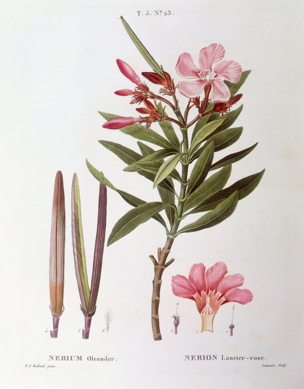 Oleander (Nerium oleander), Henry Louis Duhamel du Monceau, Pierre Joseph Redouté botanikai lemeze alkotó: Pierre Joseph Redouté