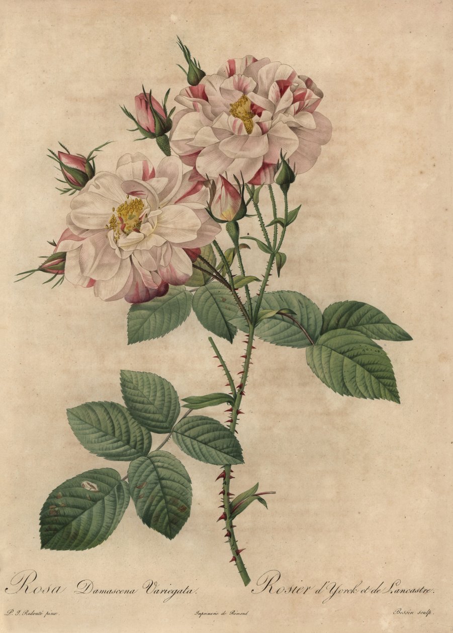 Rózsaszín és fehér damaszkuszi rózsa, Rosa damascena alkotó: Pierre Joseph Redouté