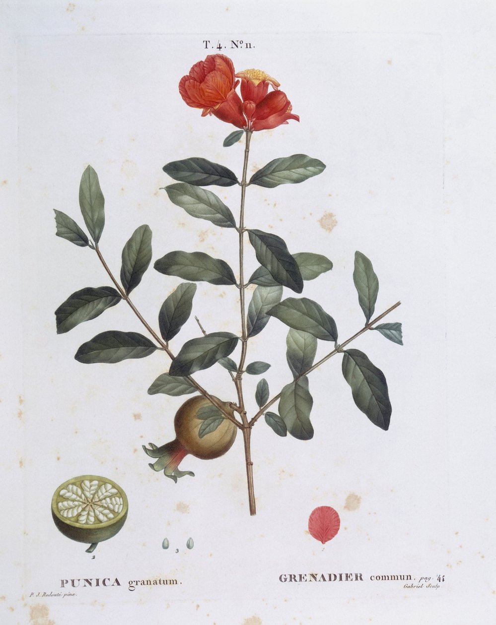 Gránátalma (Punica granatum), Henry Louis Duhamel du Monceau, botanikai lemez Pierre Joseph Redoutétól alkotó: Pierre Joseph Redouté