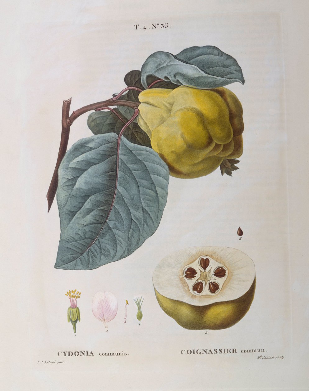 Birs (Cydonia communis), Henry Louis Duhamel du Monceau, Pierre Joseph Redouté botanikai lemeze alkotó: Pierre Joseph Redouté
