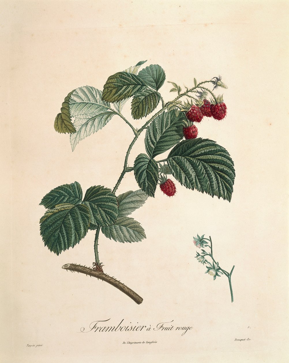 Pierre Joseph Redoute (1759-1840) Málna alkotó: Pierre Joseph Redouté