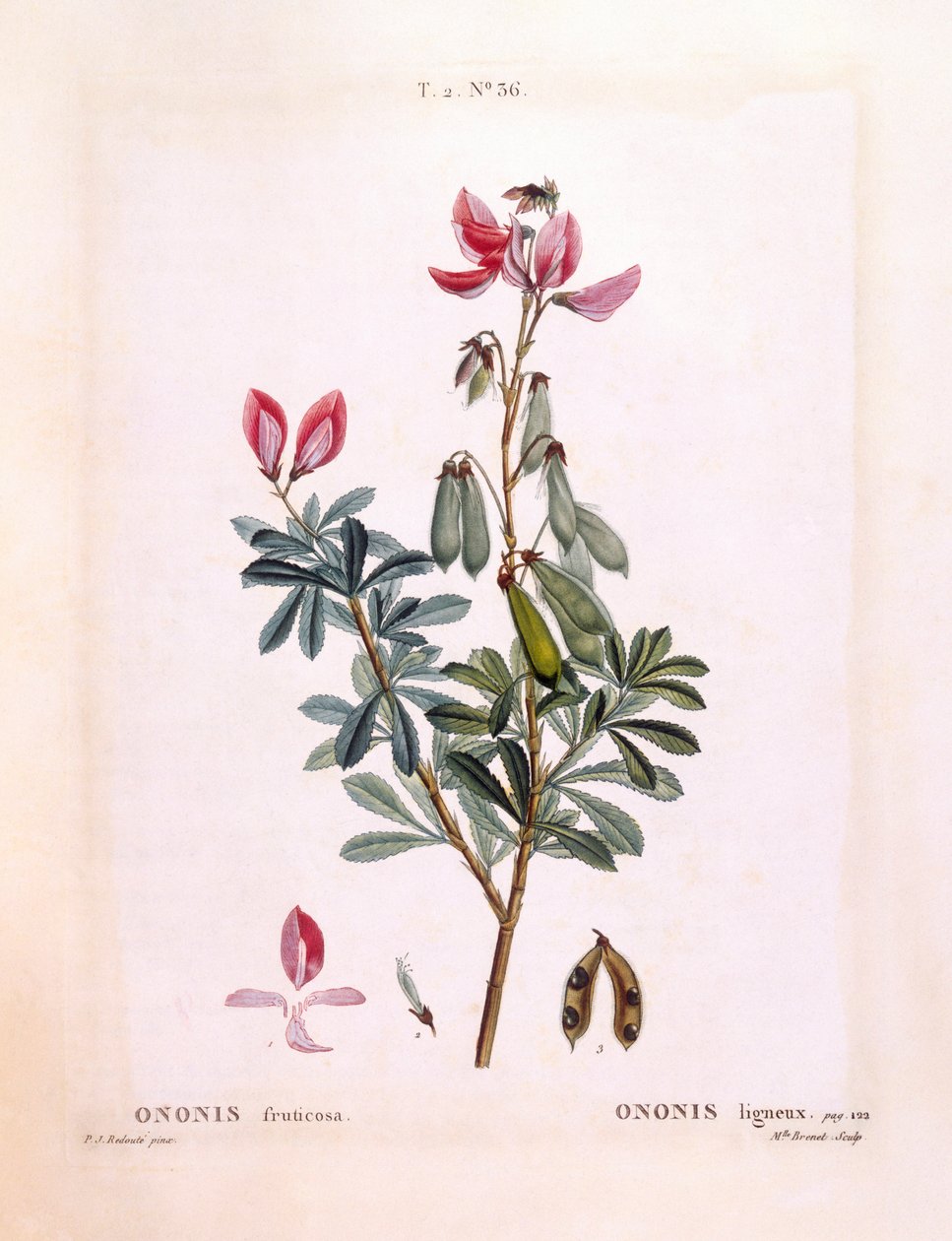 Restharrow (Ononis fruticosa), Henry Louis Duhamel du Monceau, Pierre Joseph Redouté botanikai lemeze alkotó: Pierre Joseph Redouté