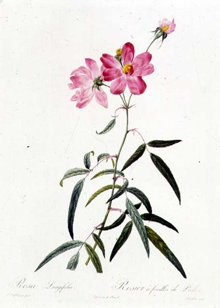 Rosa Longifolia alkotó: Pierre Joseph Redouté