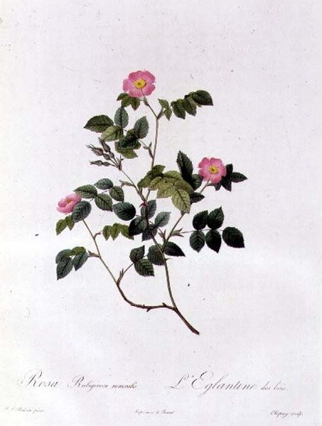 Rosa Rubiginosa Nemoralis alkotó: Pierre Joseph Redouté