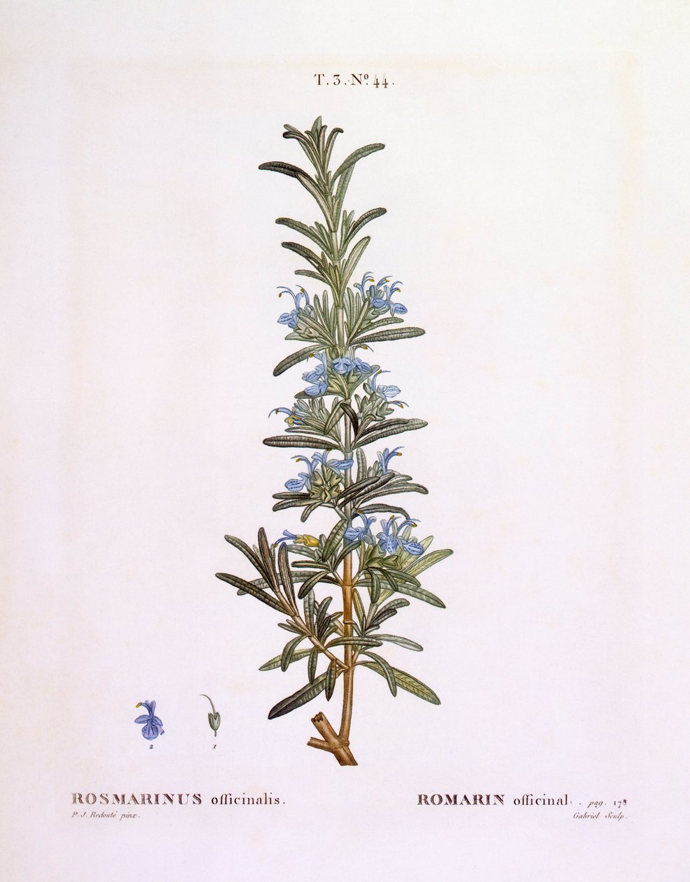 Rozmaring (Rosmarinus officinalis), Henry Louis Duhamel du Monceau, Pierre Joseph Redouté botanikai lemeze alkotó: Pierre Joseph Redouté