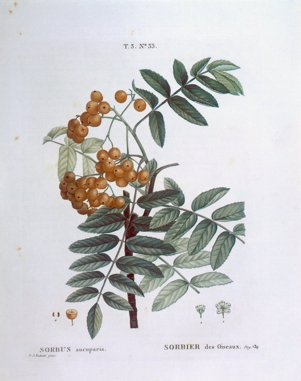 Rowan vagy európai hegyi kőris (Sorbus aucuparia), Henry Louis Duhamel du Monceau, Pierre Joseph Redouté botanikai lemeze alkotó: Pierre Joseph Redouté